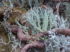 cladonia