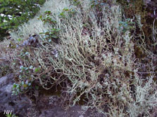 cladonia