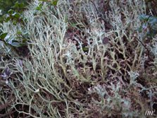 cladonia