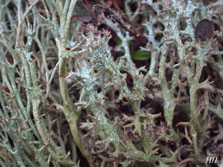 cladonia