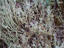 cladonia