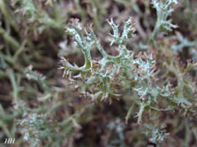 cladonia