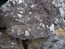 pilophorus