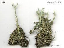 cladonia