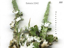 cladonia