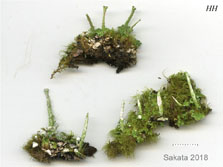 cladonia