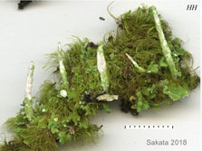 cladonia