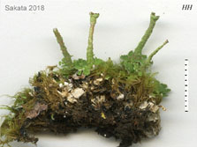 cladonia