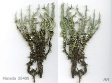 cladonia