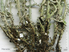 cladonia