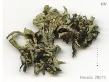 cladonia