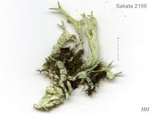cladonia