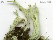 cladonia