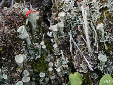 cladonia