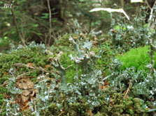 cladonia