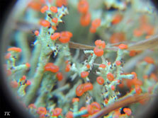 ph