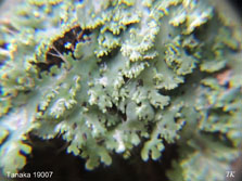 ph