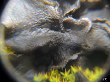 ph