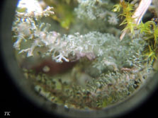 ph