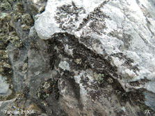 ph