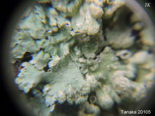 ph