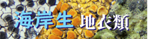 chii-kaigan