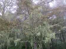 Usnea longissima