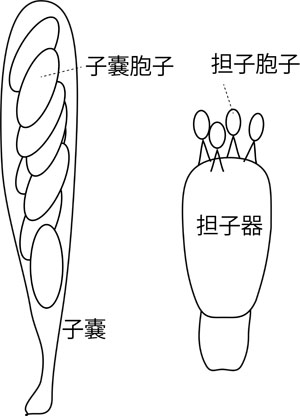 ascus&basidium