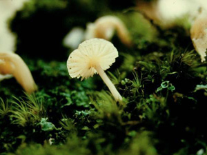 lichenom