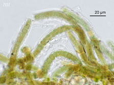 cepha-pelt