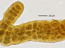 cepha-pelt