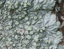dirinaria