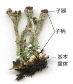 cladonia