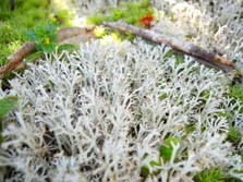 cladonia