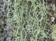 usnea