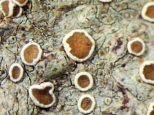 lecanora