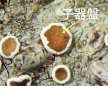 Lecanora