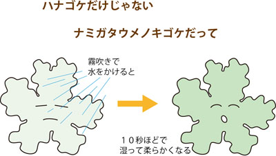 着生地衣類