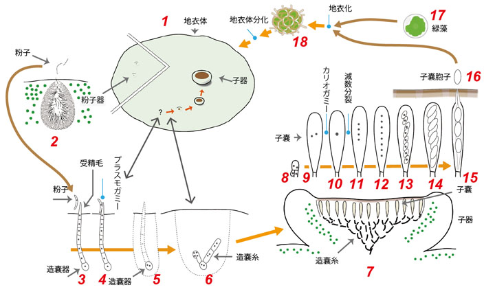 lifecycle