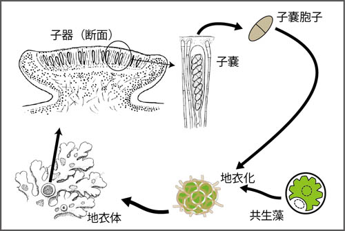 lifecycle