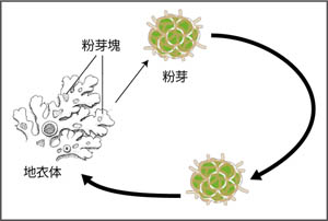 life cycle