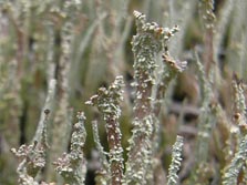 cladonia