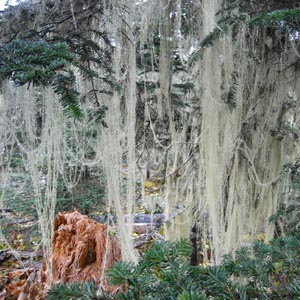 usnea longissima