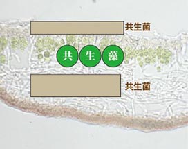 共生菌・共生藻