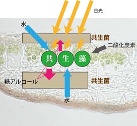 共生藻・共生菌のエネルギーの流れ