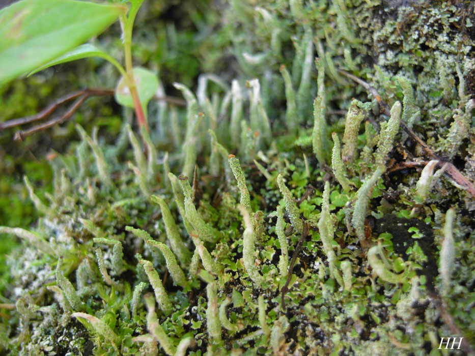 地衣類標本（きぶのり、ヤマヒコノリ） 地衣類標本（きぶのり、ヤマヒコノリ） 生き物の名前を知ると