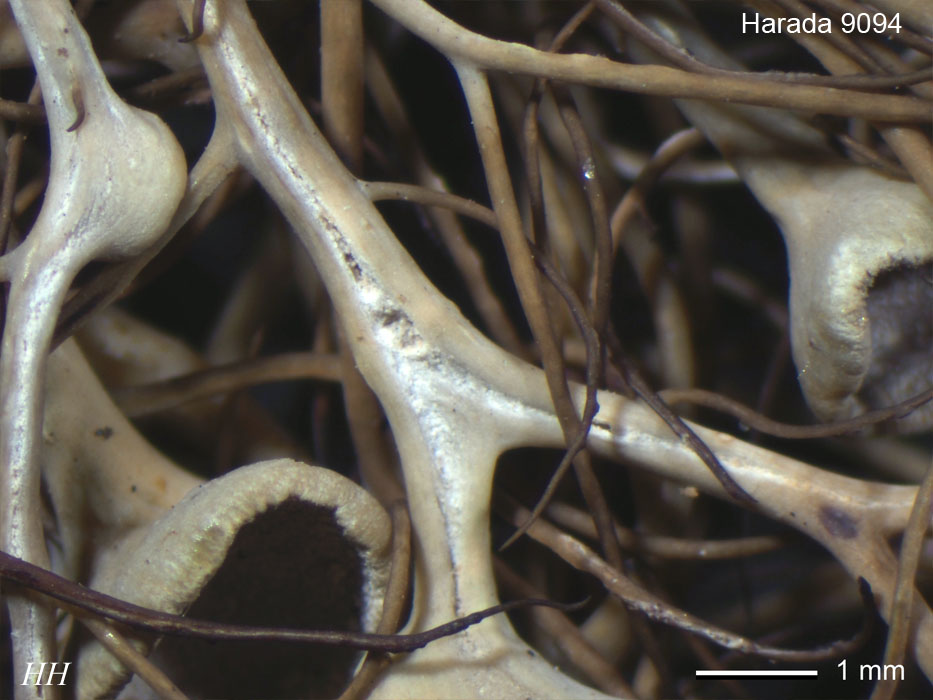 日本の地衣類Sulcaria sulcata／バンダイキノリ