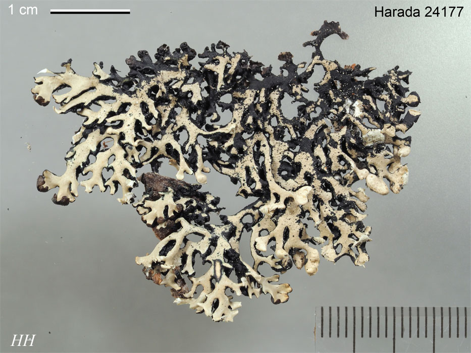 日本の地衣類 Hypogymnia physodes／フクロゴケ