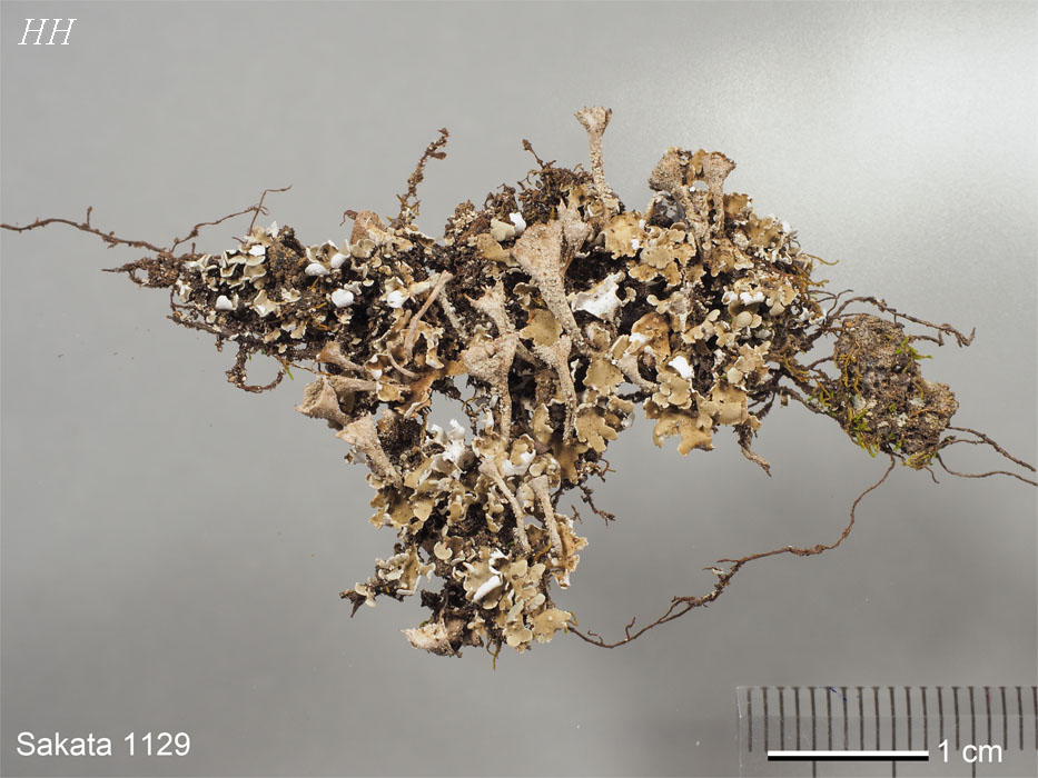 日本の地衣類 Cladonia subconistea／ヒメジョウゴゴケモドキ
