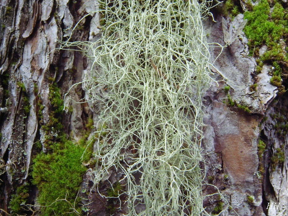 日本の地衣類：亜高山帯（生育基物と形から）